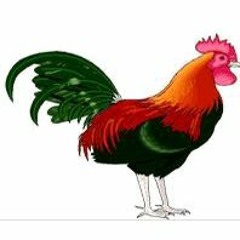 قصة الديك الشجاع