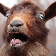 Scream Like A Goat