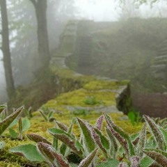 Ride of the Forgotten Knights