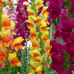 Snap Dragon - for string quartet