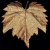 Leaf N Tequila Drake Stafford Mp3