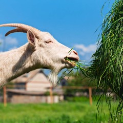 give me my flwrs (ft. SaVon and Cosz) prod. exile