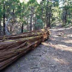 Constellations Of Trees (Summer's Eve)