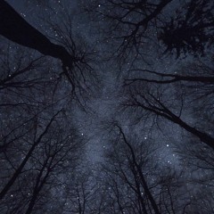 Forest: Late Afternoon To Rainy Evening To Clear Warm Starnight