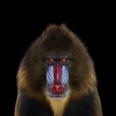 Mandrill
