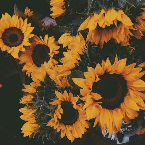 mellow's myth. - allure