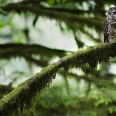 Spirits of the forest