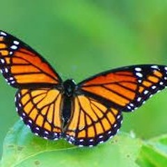 like butterfly