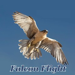 Falcon Flight (with Video Link)