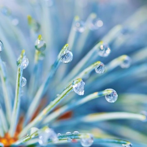 DROPS (Paul Racle - Paploviante & Alfonso Llorente Sardi) (Collab)