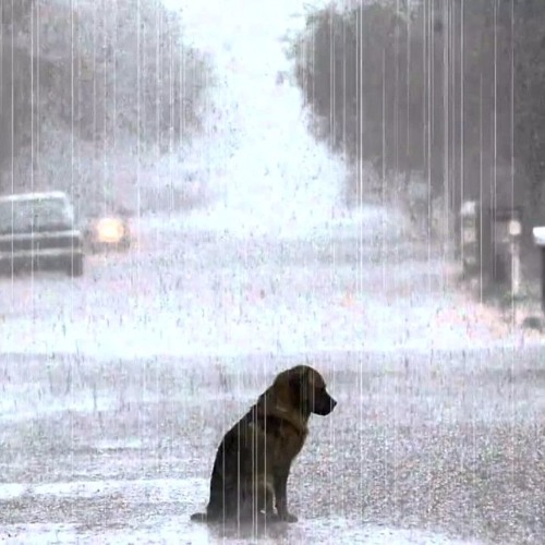Sad Dog In The Rain by Genamusic playlists on SoundCloud