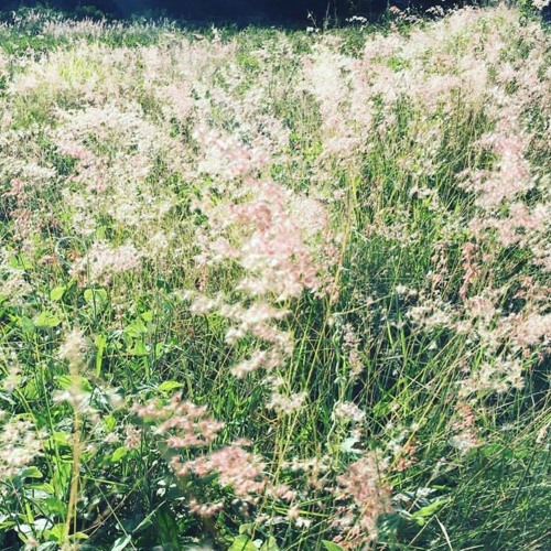 Wayland - Sprouting Up