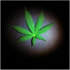 Marijuanaville