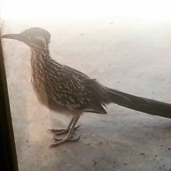 5. Little Black Roses