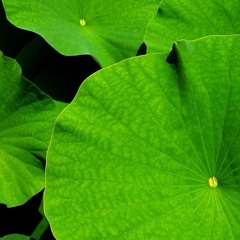 Green Menu BGM (Extended)