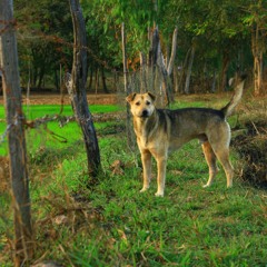 BAD LUCK (short version)cover by millionheadz