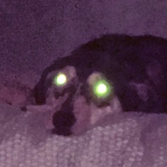 sleep