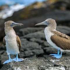 Inevitable Or Accident? Tackling The Big Questions Of Evolution