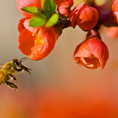 Honey Trapper