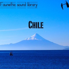 Chile Faunethic Sound Library Preview