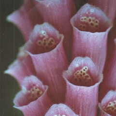 o gosto da vingança