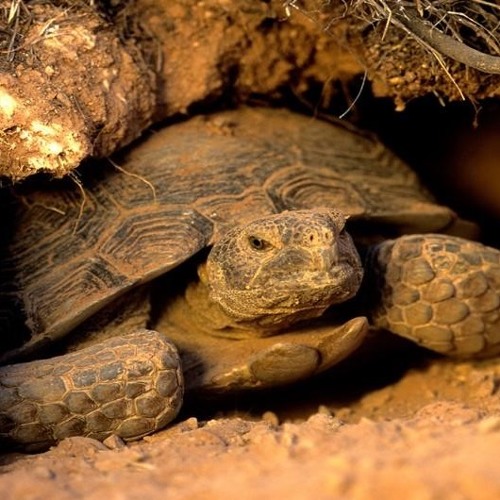 Desert Tortoise