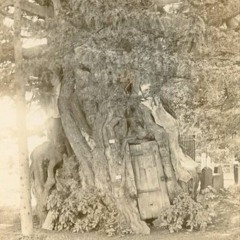 Crowhurst Yew