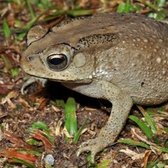 Duttaphrynus melanostictus (Common Sunda Toad)