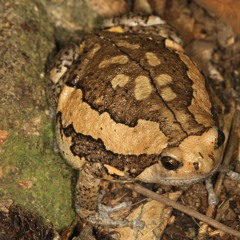 Kaloula pulchra (Banded Bull Frog)