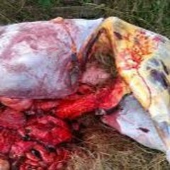 10.Dino Felipe - Dead Wild Horses (Audio K Mix)