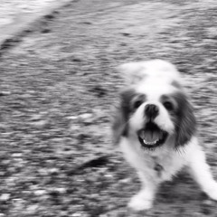 HOUSEHOUND PODCAST - DEEP EDITION