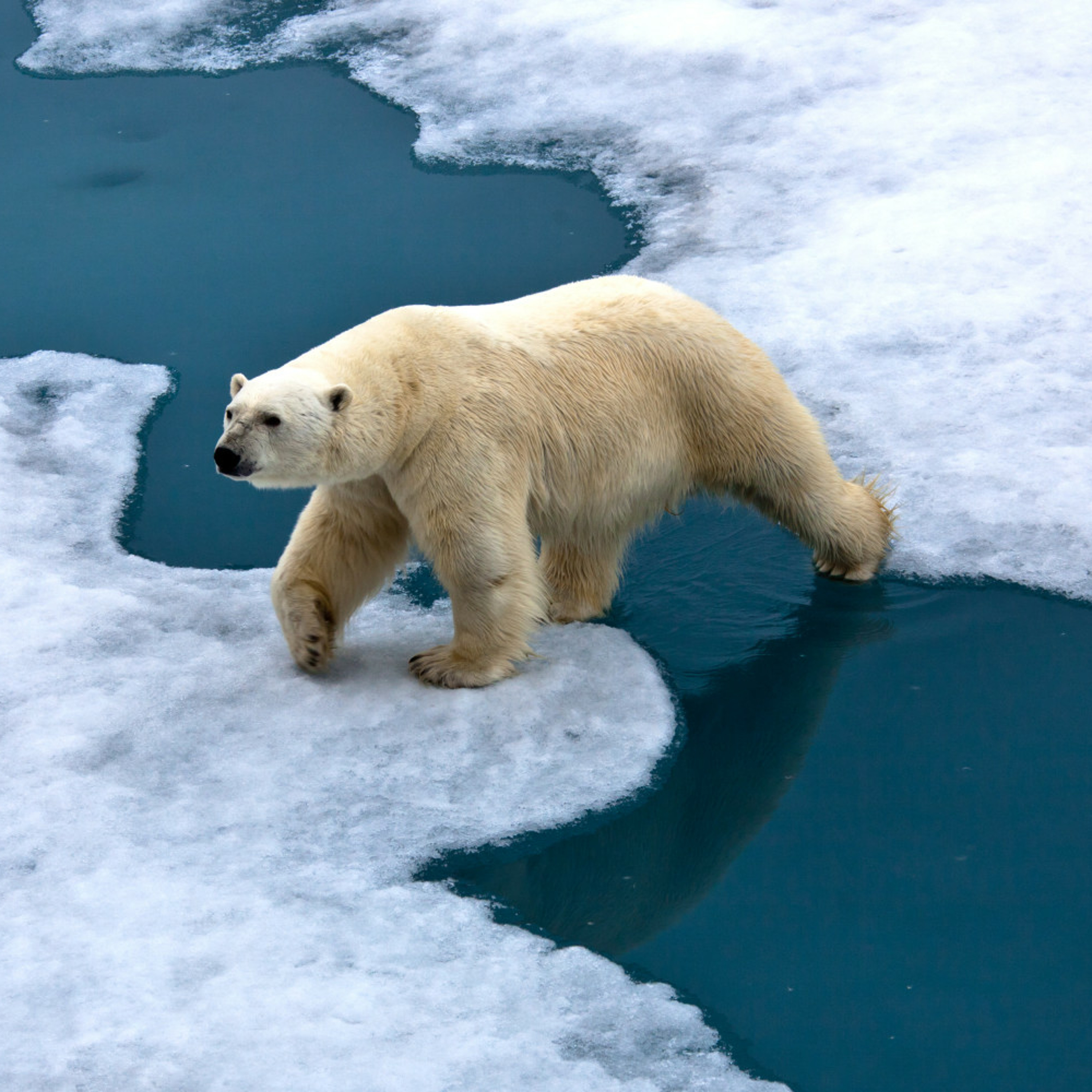 Climate Change episode artwork