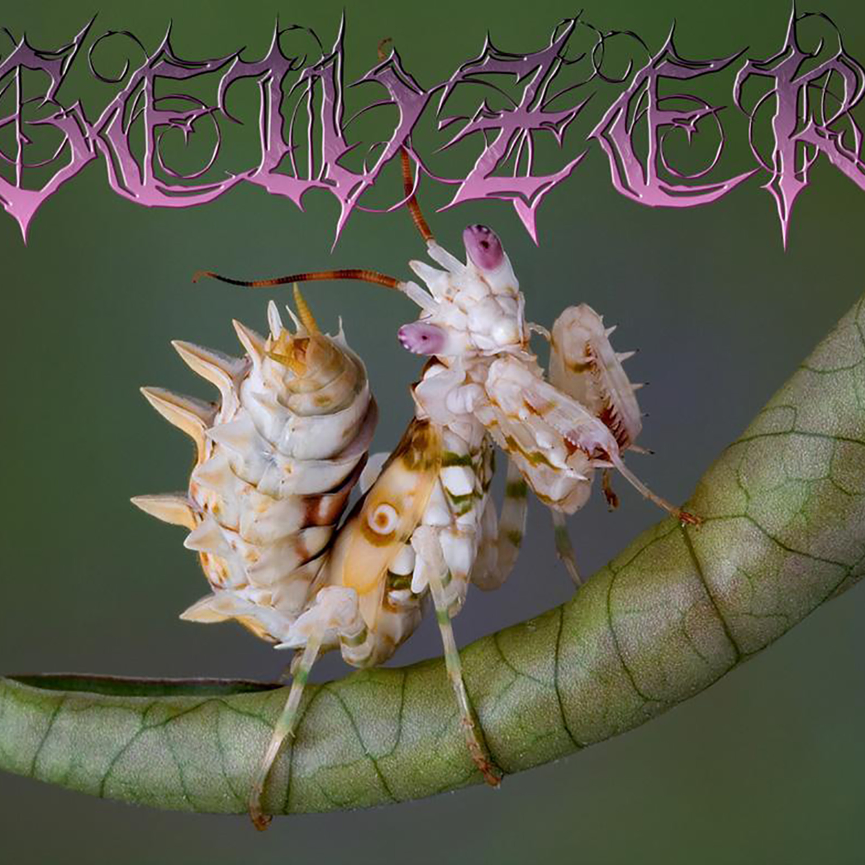 GEWZER