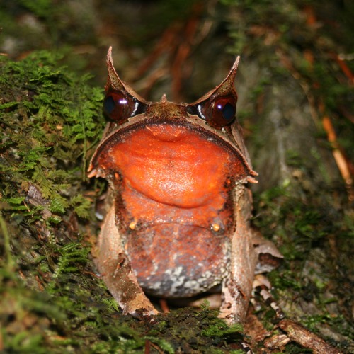 Megophrys nasuta (Bornean Horned Frog)