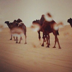يابن مطرود والله لو اصوّت وانادي -بدر الغريب