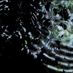 Mort entre les Flors. (Inst.Art.TDF16)