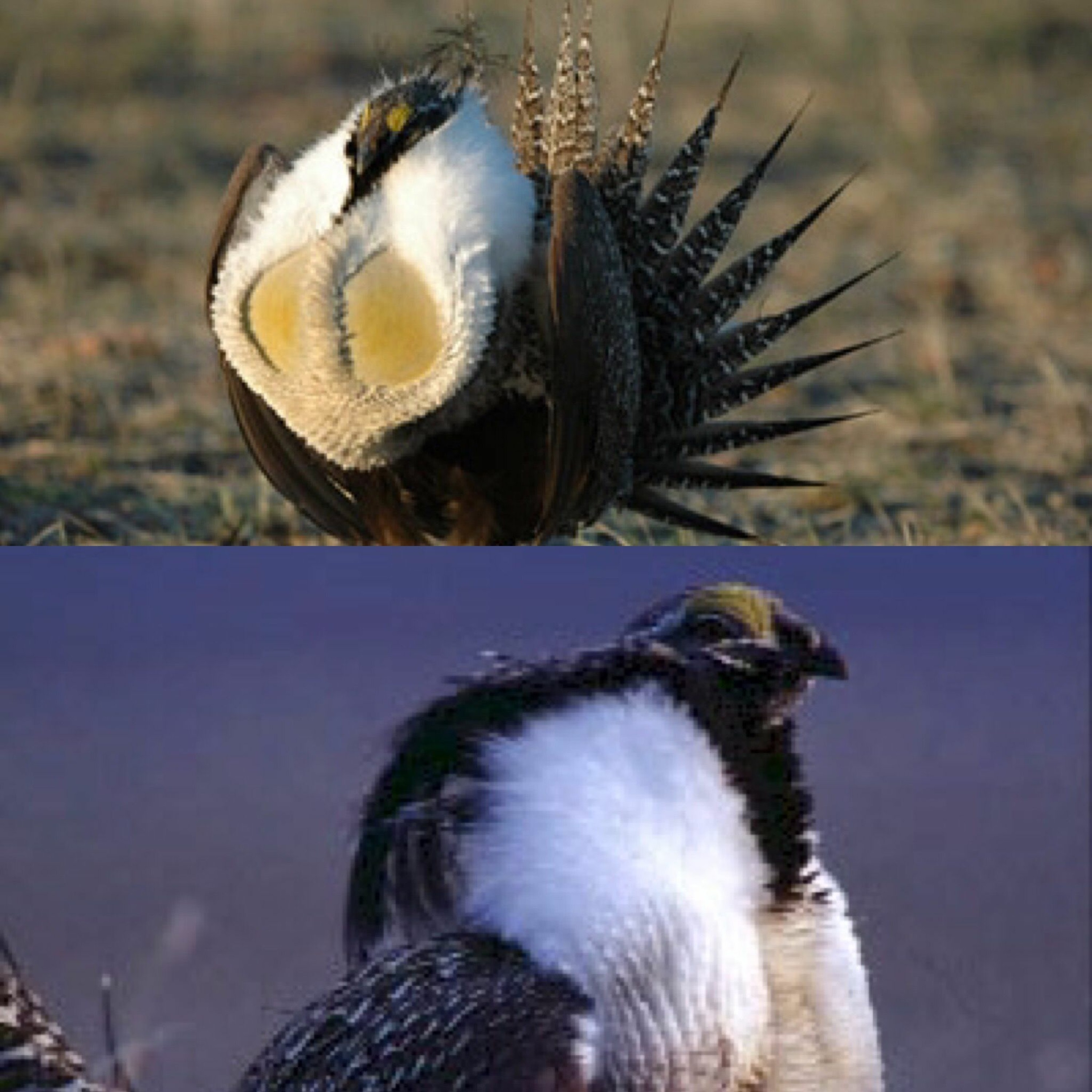 Will changes in Greater Sage Grouse policy have an effect on the Gunnison Sage Grouse? episode artwork