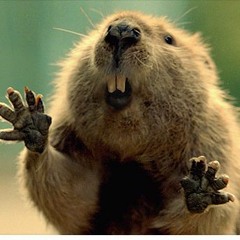 Ty chuju bobrze Remix