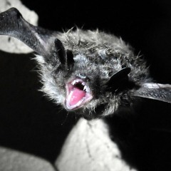 Creatures Of The Night