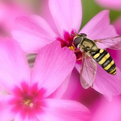 Honey and the Bee (Owl City Cover) -No Vox-