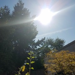 Ethernet - Sunflowers