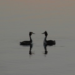 من يوم غاب الولف - سلوى العاص