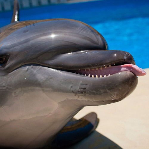 Анапский Дельфинарий - Люди и Дельфины (prod. by Dmitry Andronov)