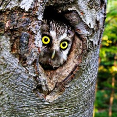 Hide