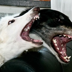 genetics