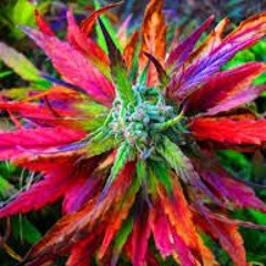 ARI DDKC FumeuRZE DJ 2017