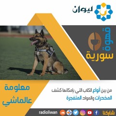 معلومة عالماشي