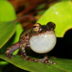 Kurixalus appendiculatus (Frilled Tree Frog)