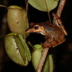 Polypedates colletti (Collett's tree Frog)