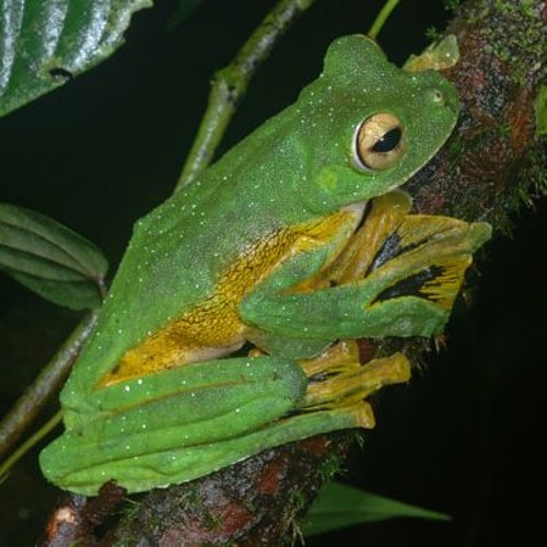 Rhacophorus nigropalmatus (Wallace's Flying Frog)